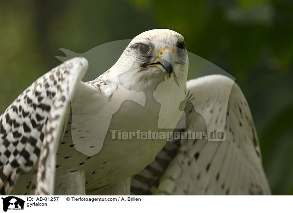 gyrfalcon / AB-01257