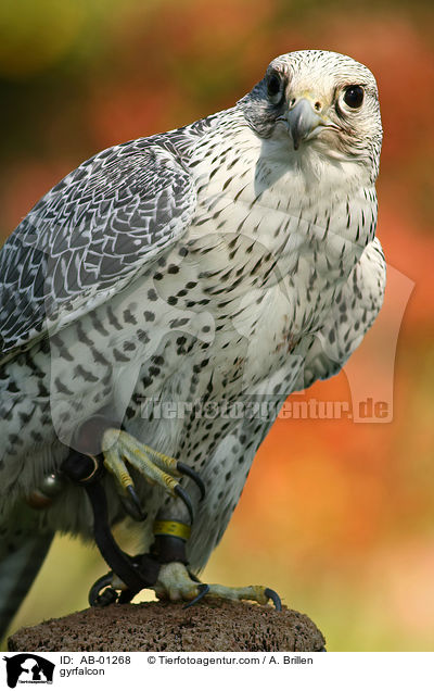 gyrfalcon / AB-01268