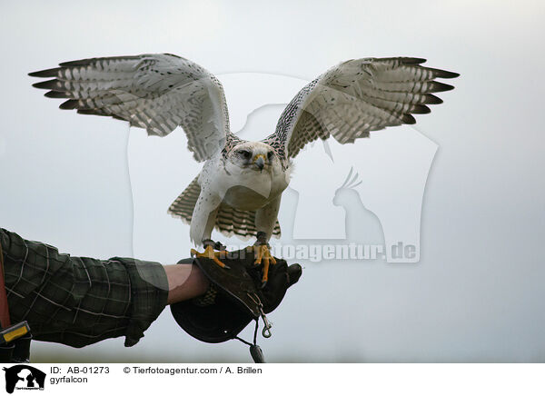 Gerfalke / gyrfalcon / AB-01273