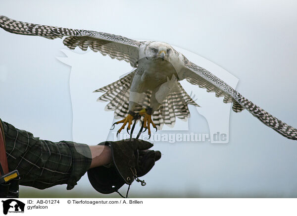 Gerfalke / gyrfalcon / AB-01274