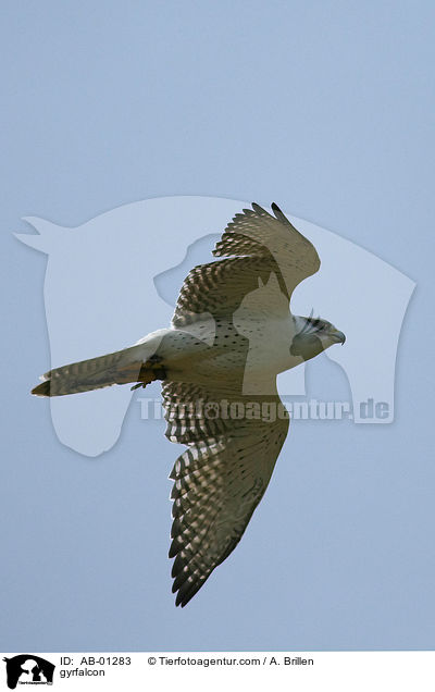 gyrfalcon / AB-01283