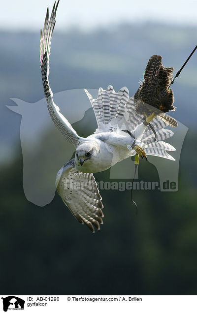 Gerfalke / gyrfalcon / AB-01290