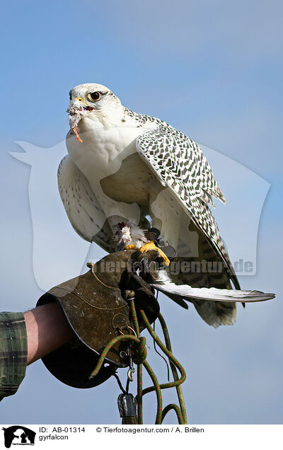 Gerfalke / gyrfalcon / AB-01314