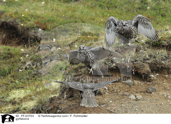 gyrfalcons / FF-03703