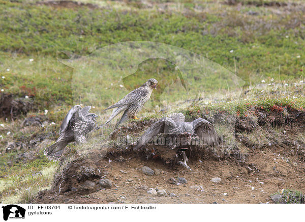 gyrfalcons / FF-03704