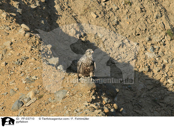 gyrfalcon / FF-03710