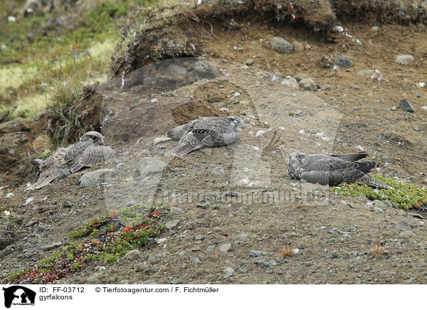 gyrfalcons / FF-03712