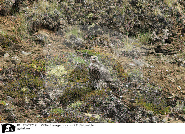 Gerfalke / gyrfalcon / FF-03717