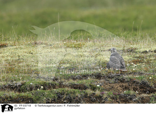 gyrfalcon / FF-03718