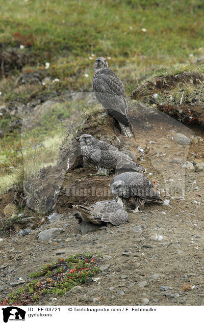 gyrfalcons / FF-03721