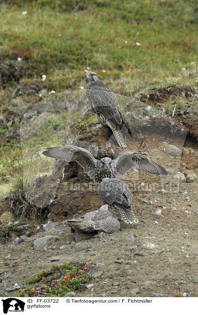 gyrfalcons / FF-03722