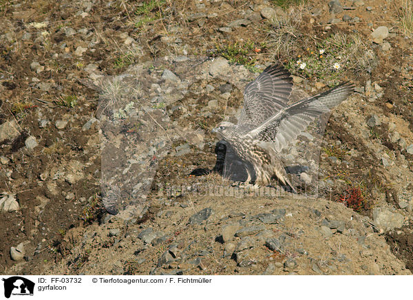 gyrfalcon / FF-03732