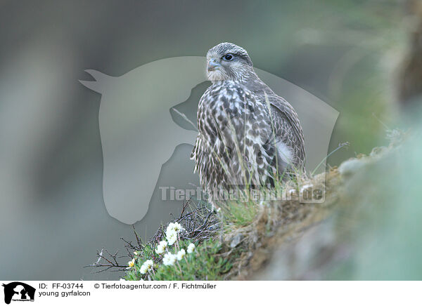 junger Gerfalke / young gyrfalcon / FF-03744