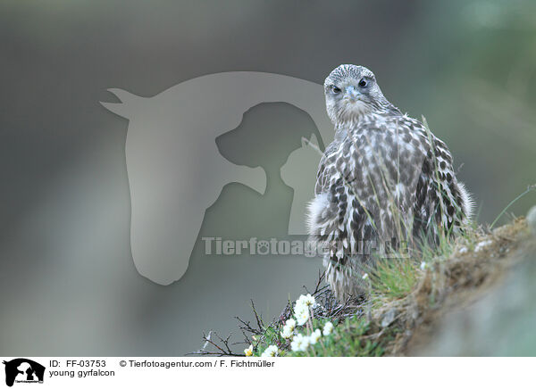 junger Gerfalke / young gyrfalcon / FF-03753