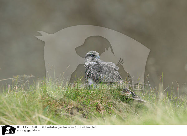 junger Gerfalke / young gyrfalcon / FF-03758