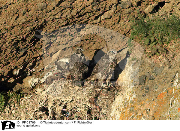 young gyrfalcons / FF-03769