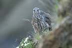young gyrfalcon