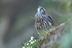young gyrfalcon