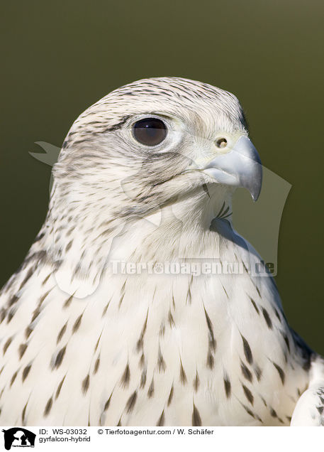 gyrfalcon-hybrid / WS-03032