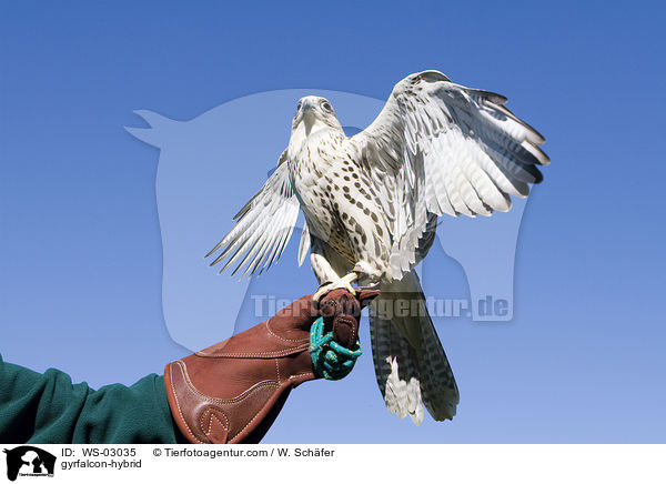 Gerfalke-Hybrid / gyrfalcon-hybrid / WS-03035