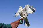 gyrfalcon-hybrid