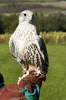 gyrfalcon-hybrid