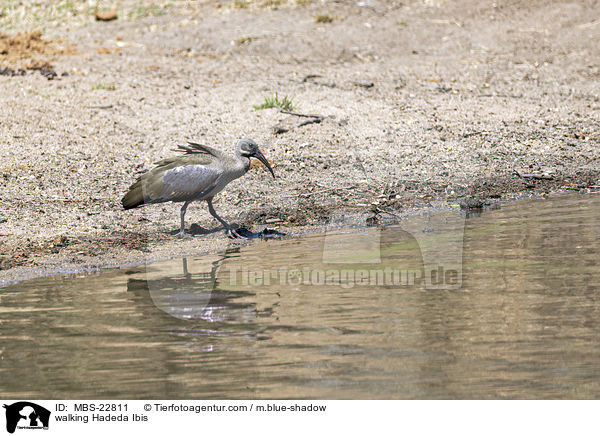 walking Hadeda Ibis / MBS-22811