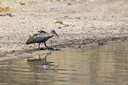 walking Hadeda Ibis