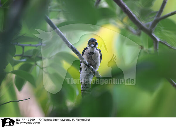 hairy woodpecker / FF-13669