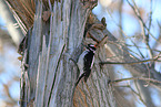 hairy woodpecker