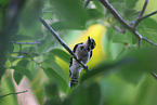 hairy woodpecker