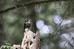 hairy woodpecker