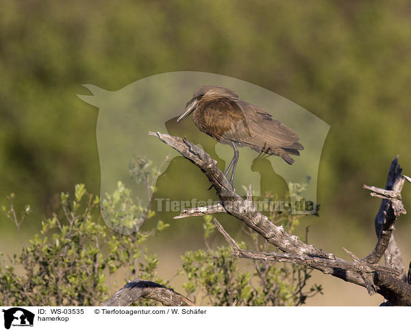 Hammerkopf / hamerkop / WS-03535