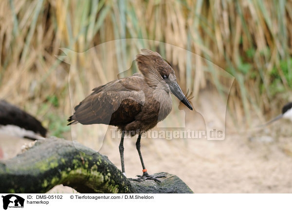 hamerkop / DMS-05102