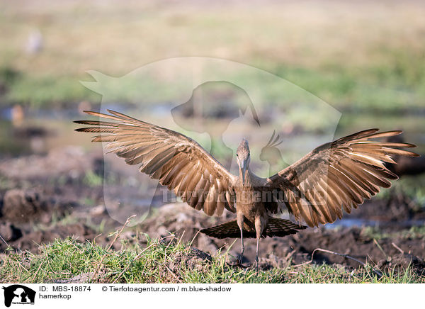 hamerkop / MBS-18874