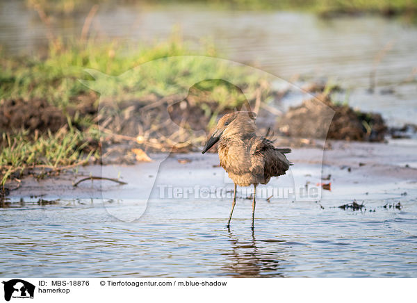 hamerkop / MBS-18876