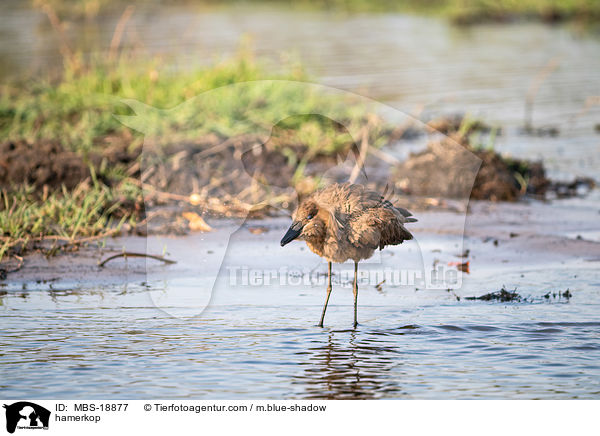 hamerkop / MBS-18877