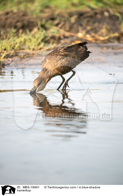 hamerkop / MBS-18881