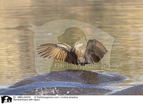 Hammerkopf mit Flusspferd / Hammerhead with hippo / MBS-24434
