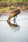 hamerkop