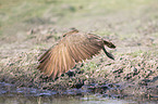 hamerkop