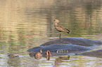 Hammerhead with hippo