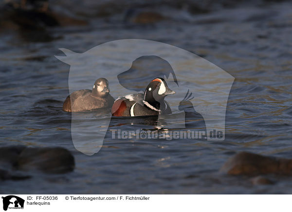 Kragenenten / harlequins / FF-05036