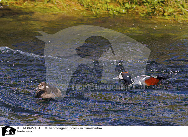 Kragenenten / harlequins / MBS-27434