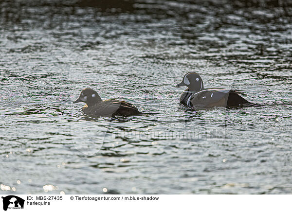 Kragenenten / harlequins / MBS-27435