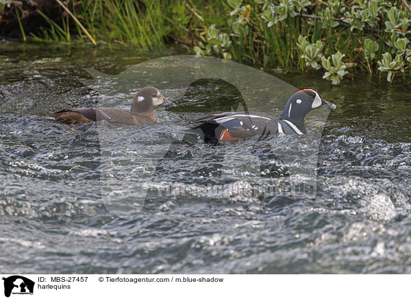 Kragenenten / harlequins / MBS-27457