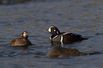 harlequins