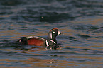 harlequin