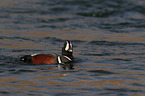 harlequin