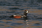 harlequin